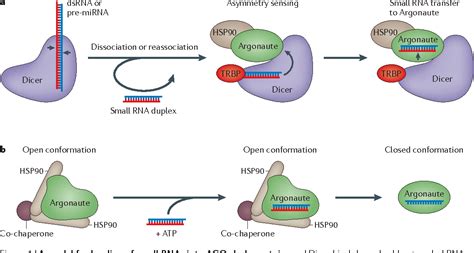 Argonaute proteins: functional insights and emerging roles - Semantic Scholar