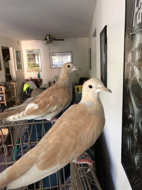 Archimedes and Sahara, my two new pet doves. : r/PetDoves