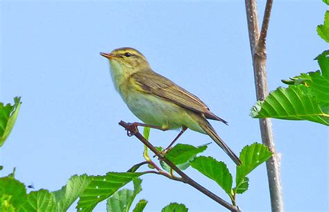 Willow Warblers, 'mixed singers', West Midlands