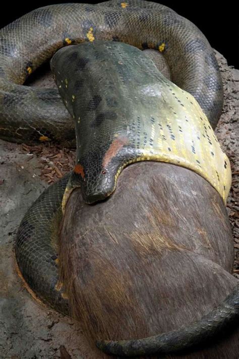 Anaconda Eating Capybara