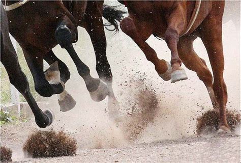 Gallop | Horses, Animals, Show jumping