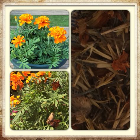 A Tasty Thought by JG: Saving Marigold Seeds