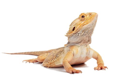 Bearded dragon clipart - Clipground