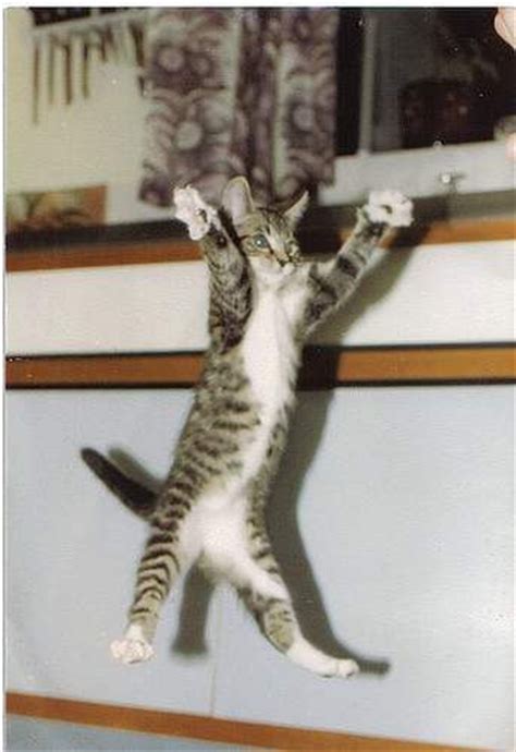 17 Best images about Jumping Cats on Pinterest | Cats, Animals and Animal pictures