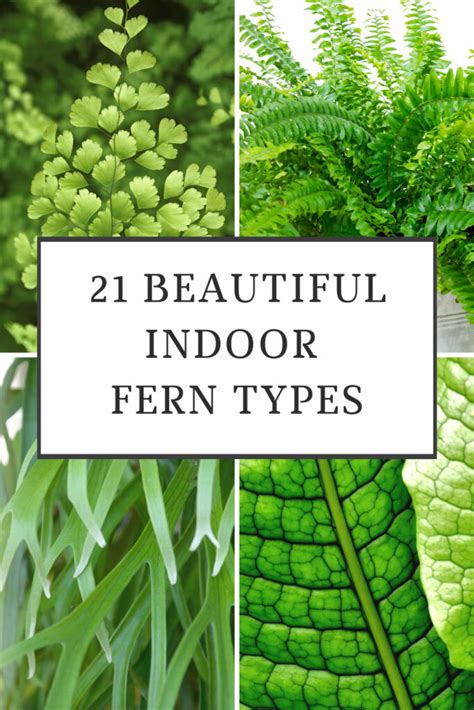 21 Stunning Indoor Fern Types to Green Up Your Home