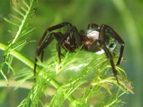 Diving Bell Spider: Anatomy, Habitat, Bite And Other Facts » ScienceABC