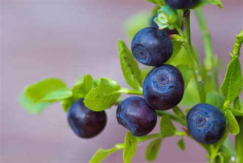 Blueberry Types and Varieties That Can Succeed In Your Garden