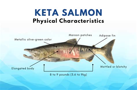 Keta Salmon: Everything You Need to Know – Alaskan Salmon Co.