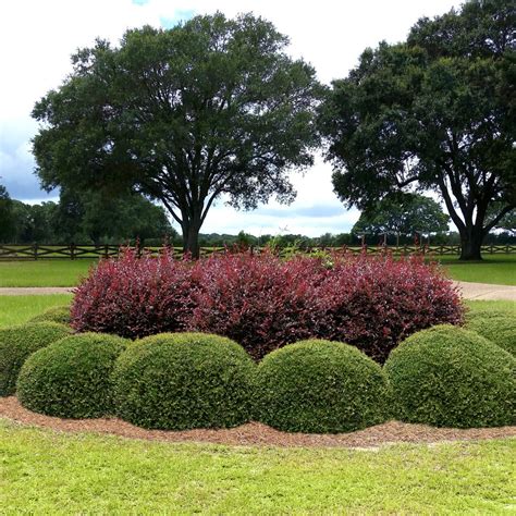 Dwarf Yaupon Holly | Plant Addicts