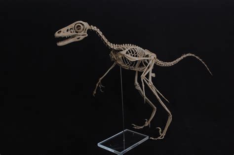 Printable 3D files for free Microraptor gui skeleton - Paleo Re-creations - The Fossil Forum