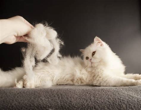 Cat Shedding, Season, How to reduce Cat Shedding, Stop, Best Cat Food,