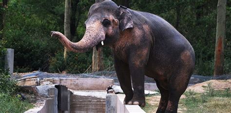 Islamabad: Kaavan elephant to leave for Cambodia on Nov 29