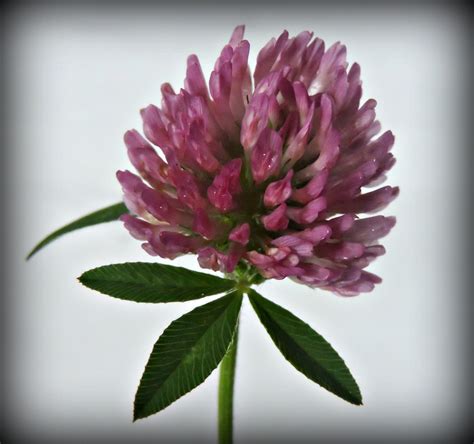 Red Clover July 7 ADJUSTED - Wildfoods 4 Wildlife