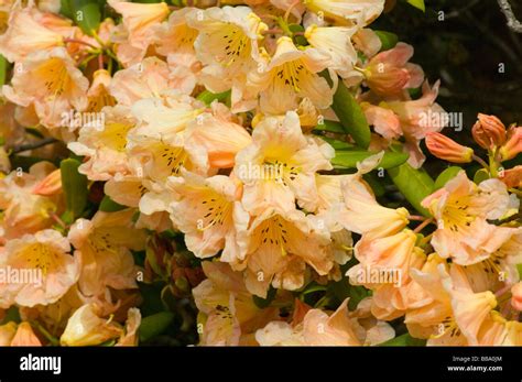 Pale Pink and Yellow Flowering Rhododendron Shrub Stock Photo - Alamy