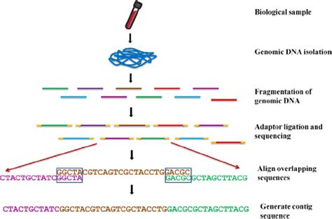 Basic principle of next generation sequencing technologies | Download ...