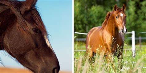 Chestnut Horse or Pony, select your color and markings! - www.xyzsolutionz.com