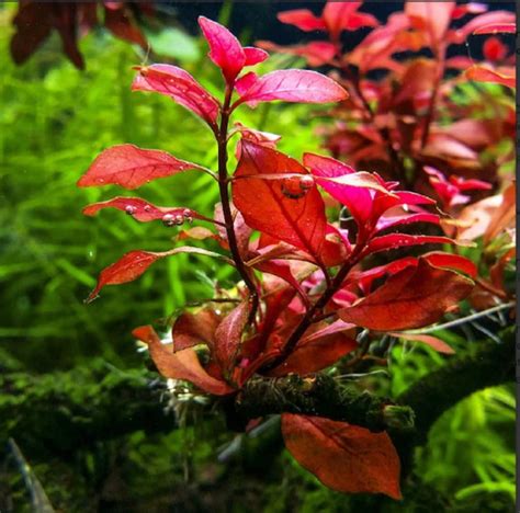 BEGINNER Live Aquarium Plant Ludwigia Repens Dark Red | Etsy