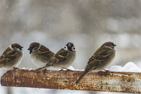 What Happens To House Sparrows In Winter? – Westchester Wildlife