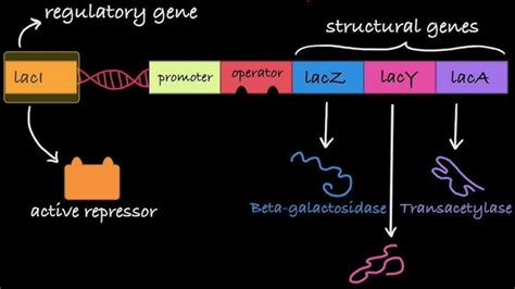 Lac Operon Animation