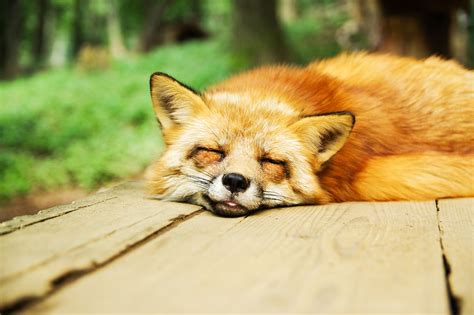 Animal Fox Cute - Free photo on Pixabay