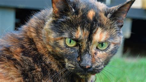 20 Things You Didn't Know about Tortoiseshell Cats