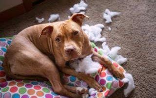 Why guilty dogs really do put their tails between their legs - it is ...