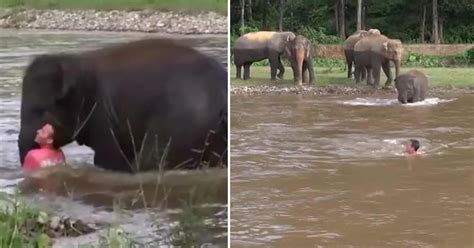 Baby Elephant Jumps Into Water To Save Drowning Man