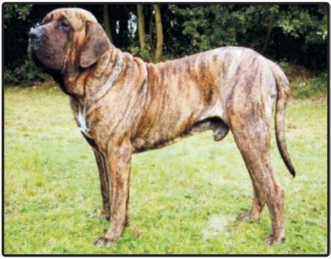 Fila Brasileiro-Puppies and Dogs for Sale – Jelena Dogshows