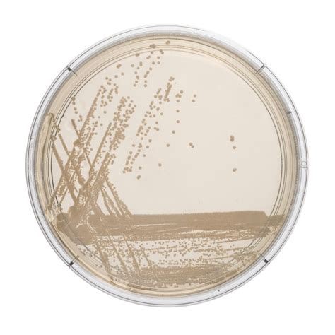 Thermo Scientific Columbia Agar Base with 2% Salt:Microbiological Media | Fisher Scientific