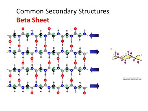 PPT - Protein Structure and Prediction PowerPoint Presentation, free download - ID:3352983