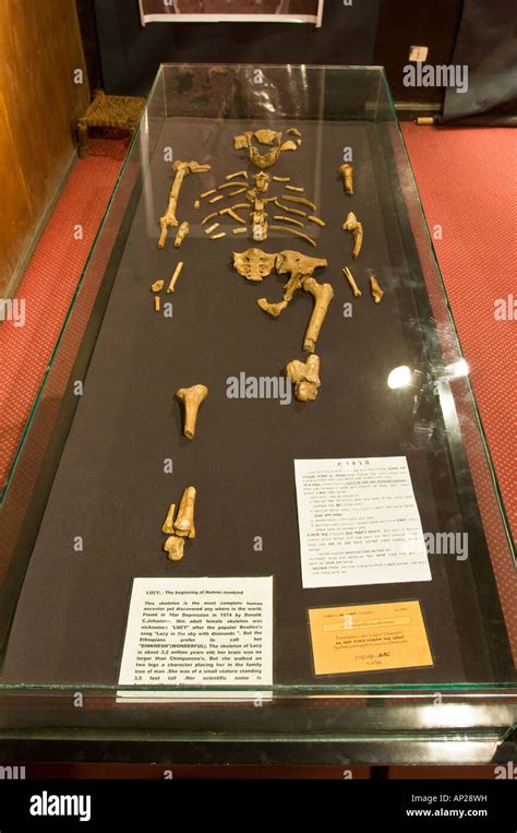 The skeleton of "Lucy" housed in the national museum of Addis Ababa Stock Photo - Alamy