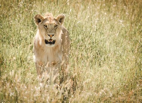 Kenya Wildlife Photography Safari Tour | Venture Photography Workshops