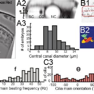 -figure supplement 1 -Motile cilia beating pattern in central canal. A ...