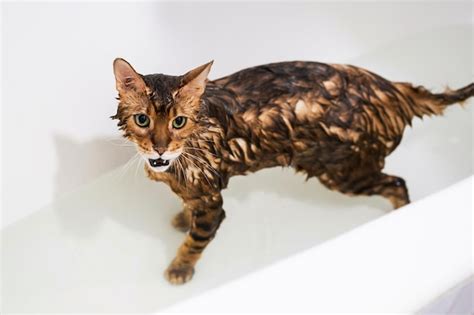 Premium Photo | Funny wet cat washing at bath cute bengal cat taking shower