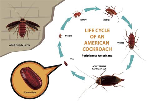 Roach Life Cycles - Pointe Pest Control: Chicago Exterminator & Pest ...