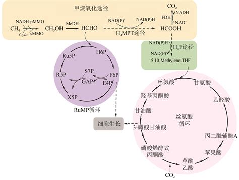 好氧性嗜甲烷菌生物能供给与调控的研究进展