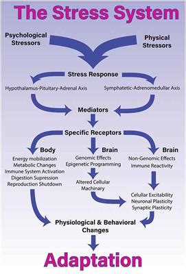 Frontiers | A Comprehensive Overview on Stress Neurobiology: Basic ...