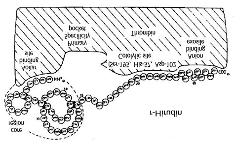 The structure of aminoacid sequence of hirudin. | Download Scientific ...