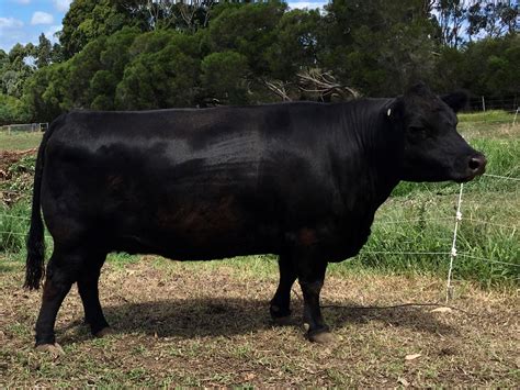 Australian Lowline Cattle & Genetics For Sale - ALCA