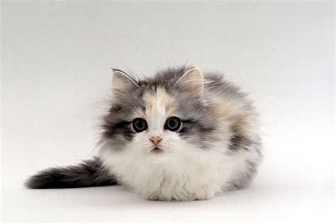 10 Smallest Domestic Cat Breeds (Ranked)