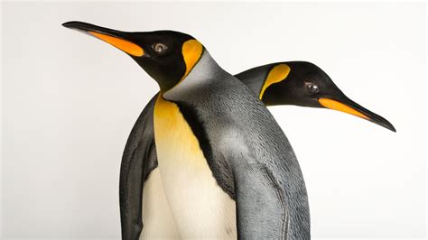 King penguin, facts and photos