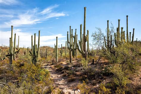 8 Amazing Things to do in Saguaro National Park | Earth Trekkers