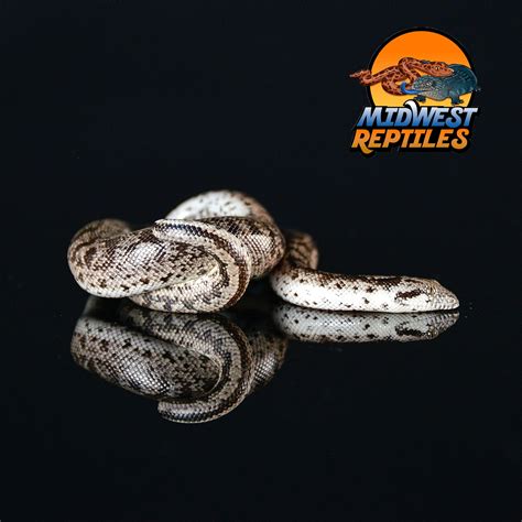 Het Albino F3 Russian Sand Boa by Midwest Reptiles - MorphMarket