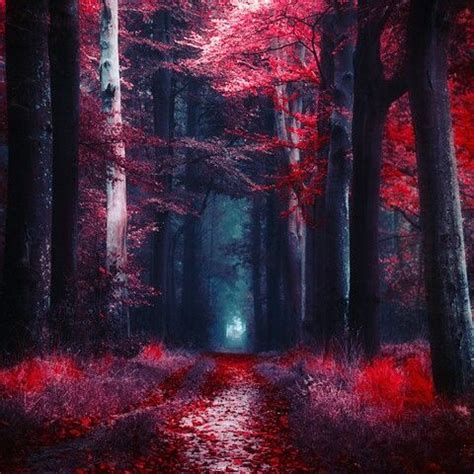 Crimson woods Creepy Pictures, Cool Pictures, Blood Art, Forest Path ...