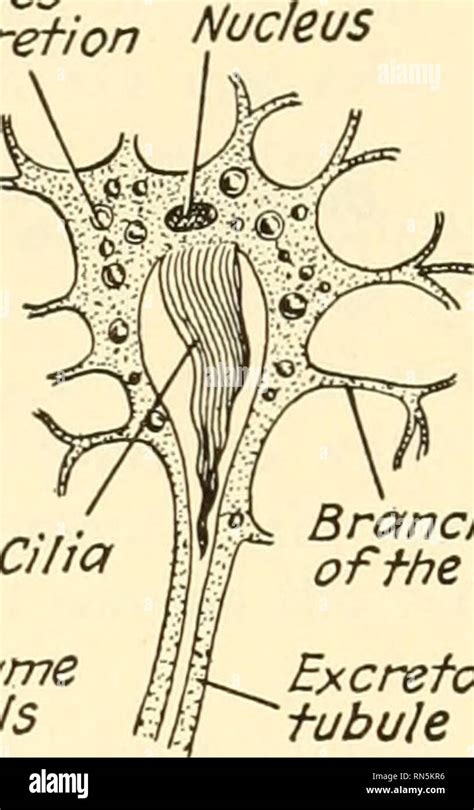 . Animal biology. Zoology; Biology. Globules of excretion ^, Flame f cells. Branches of the cell ...