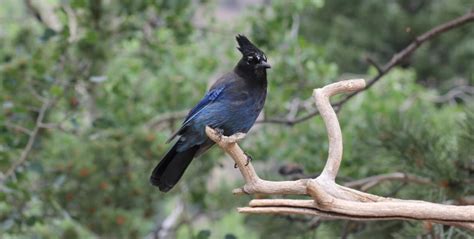 Bird species in Naivasha National Park - Bird watching in Lake Naivasha