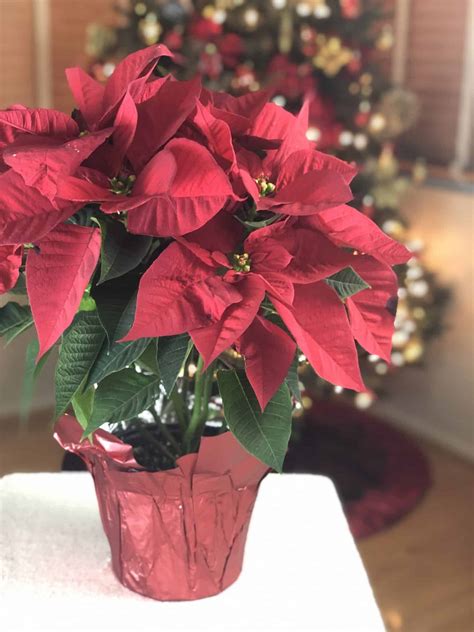 How to Water Poinsettia Plants: Care Tips for the Holiday Season