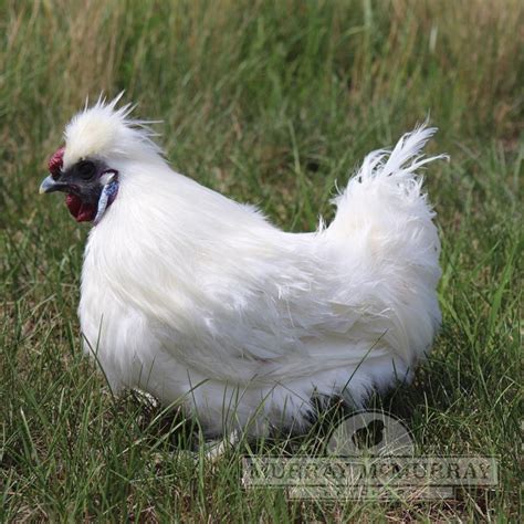 White Silkie Bantam Rooster