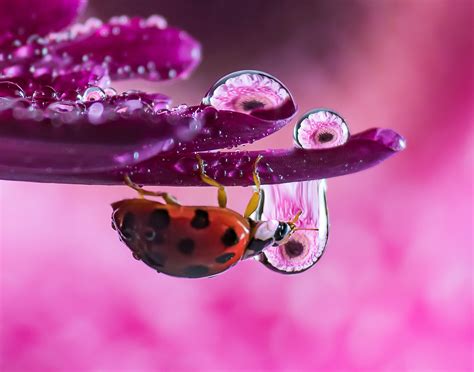 The Mesmerising Results of Shooting Macro Water Droplet Refractions | Fstoppers