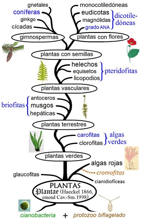 Historia evolutiva de las plantas - Wikiwand | Experimentos de biología, Clasificación de las ...